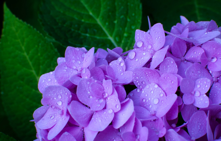 물방이 맺혀있는 보라색 수국
