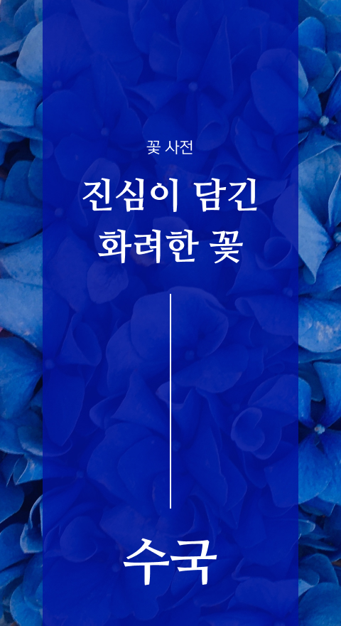 꽃 사전 - 진심이 담긴 화려한 꽃 수국