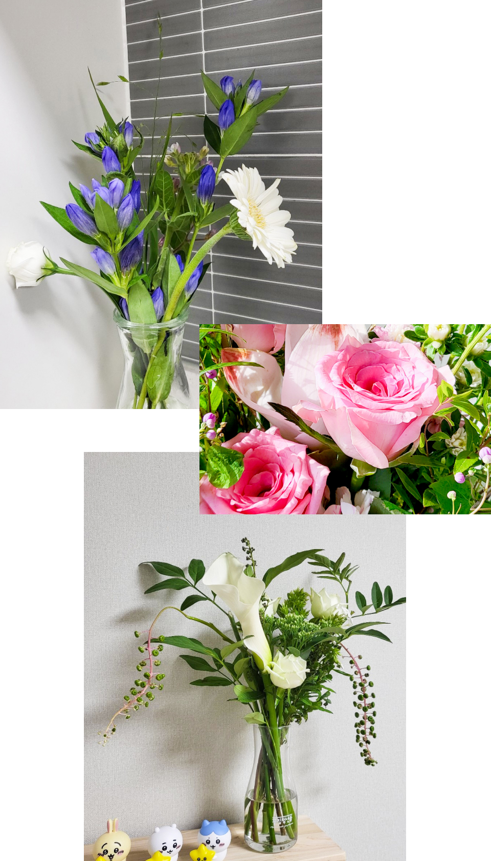 장미, 용담초, 계절꽃, 꽃