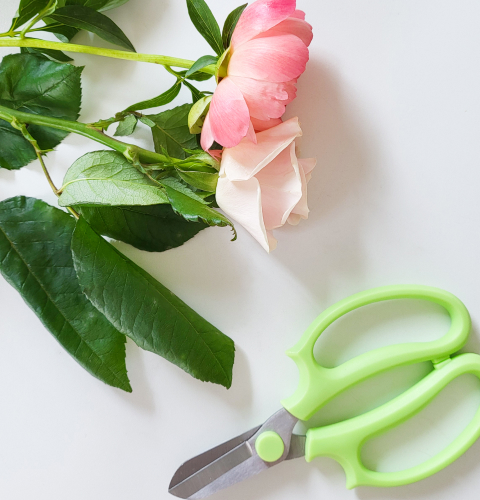 장미, 작약, 가위, 꽃가위, 꽃손질, 컨디셔닝