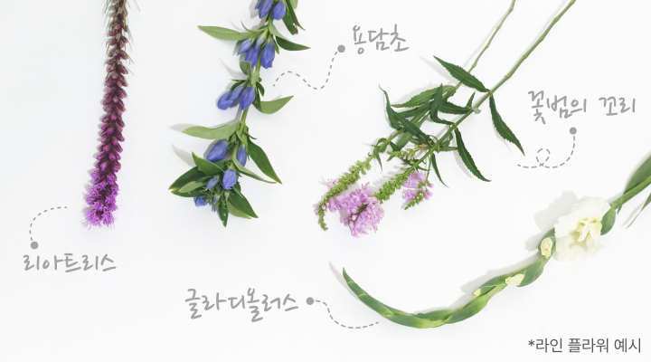 리아트리스, 글라디올러스, 용담초, 꽃범의 꼬리, 라인 플라워, 꽃소재, 절화소재