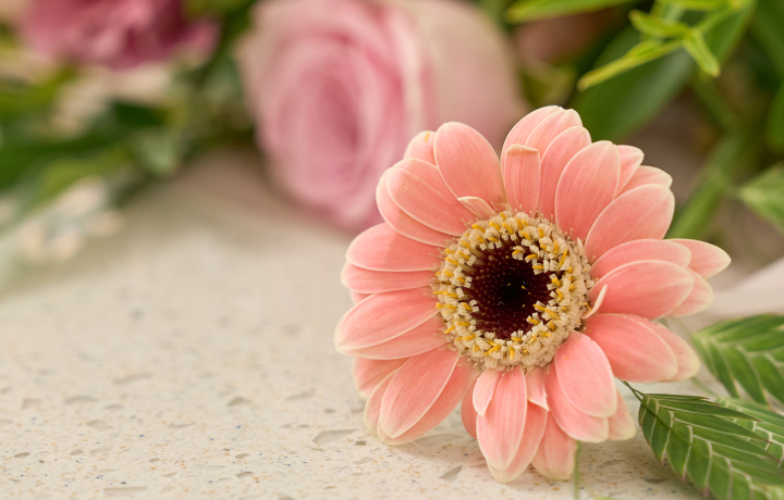 거베라, 꽃, 꽃배달, 절화, 꽃분류법