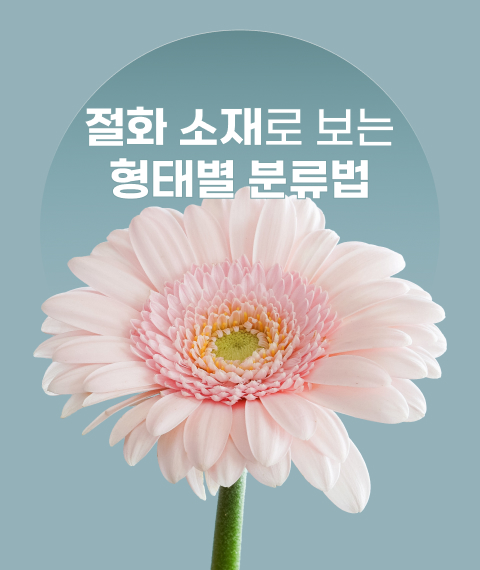 꽃집청년들, 거베라, 꽃, 절화