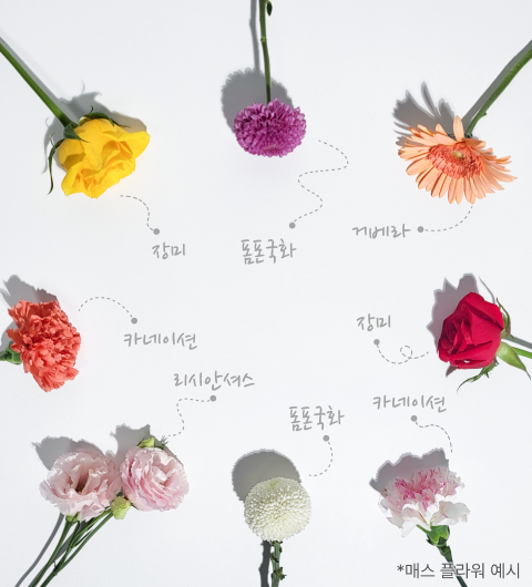 장미, 폼폰국화, 카네이션, 리샨셔스, 리시안셔스, 거베라, 매스 플라워, 절화소재