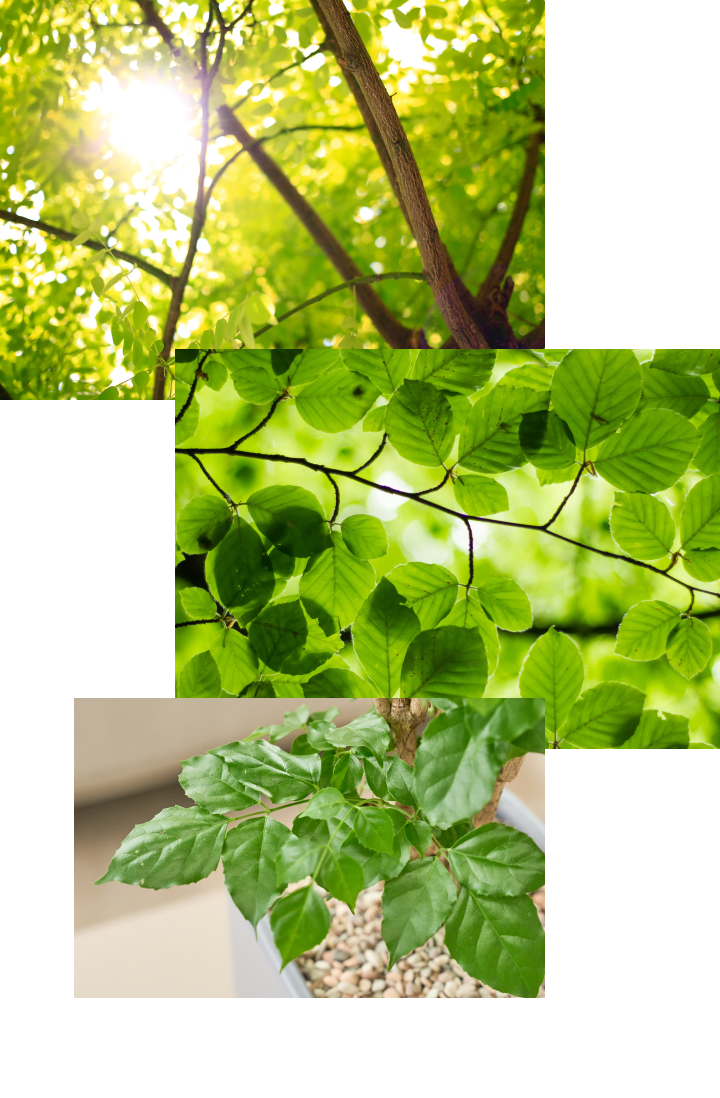 초록식물,초록색,green