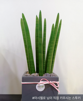 스투키, 꽃집청년들, 꽃배달, 전국꽃배달, 공기정화식물