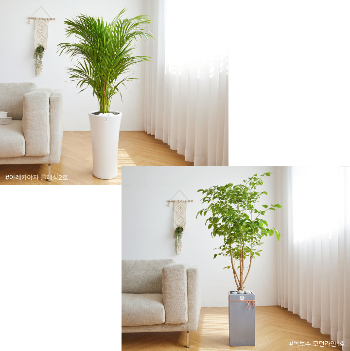 아레카야자, 녹보수, 꽃집청년들, 화분배달, 카페 인테리어화분