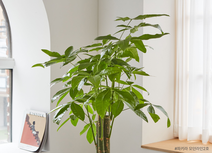 파키라, 카페화분, 화분선물