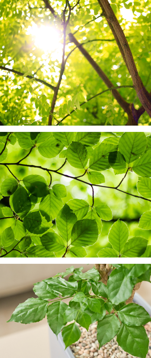 초록식물,초록색,green