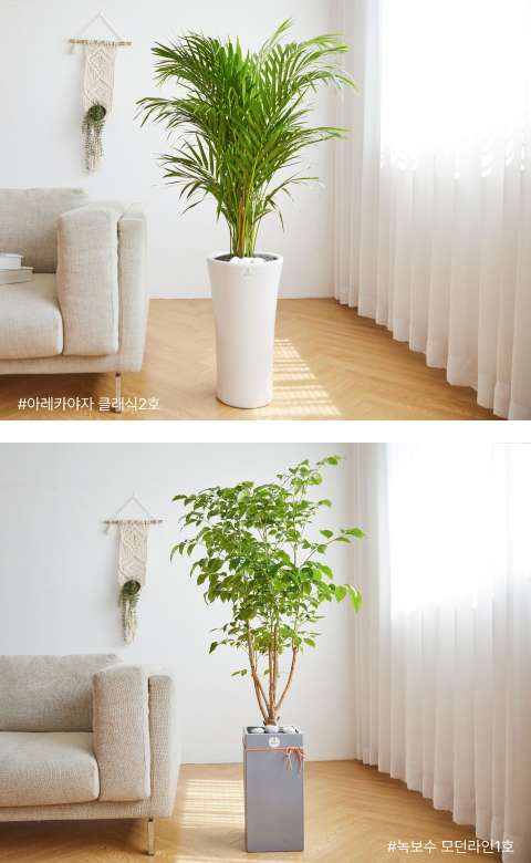 아레카야자, 녹보수, 꽃집청년들, 화분배달, 카페 인테리어화분