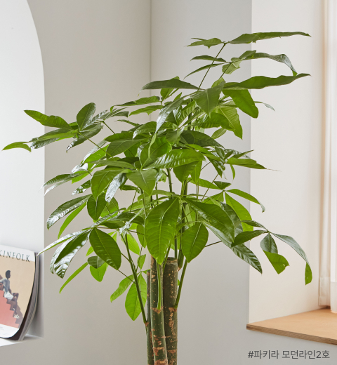 파키라, 카페화분, 화분선물