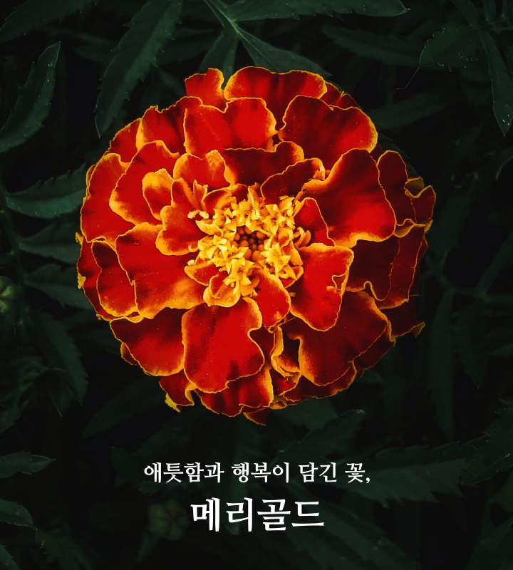 메리골드,메리골드꽃말,가을꽃,프렌치메리골드