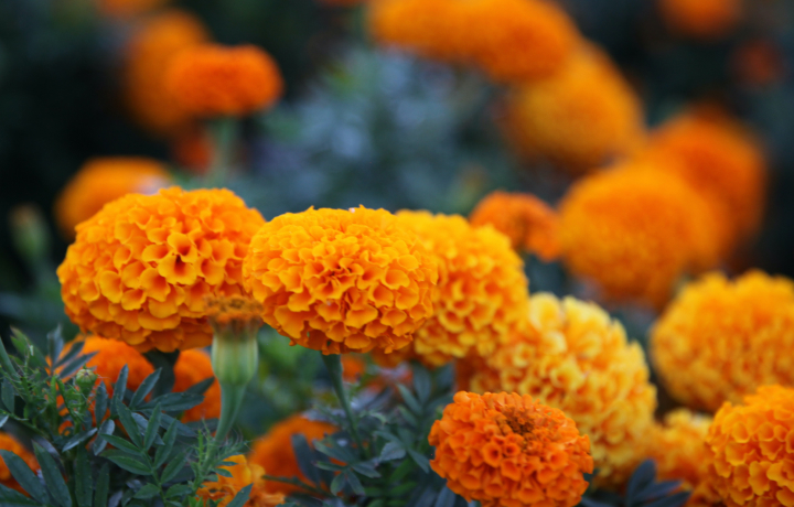 오렌지꽃,메리골드,메리골드꽃말,marigold