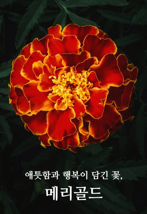 메리골드,메리골드꽃말,가을꽃,프렌치메리골드