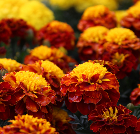 메리골드,프렌치메리골드,반드시오고야말행복,프렌치 메리골드,메리골드 꽃말