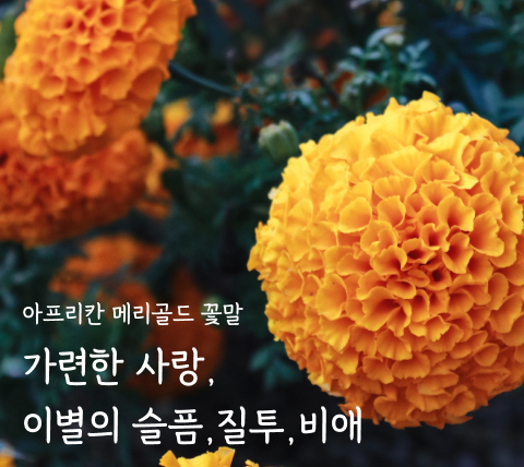 메리골드,아프리칸 메리골드,아프리카메리골드,메리골드 꽃말