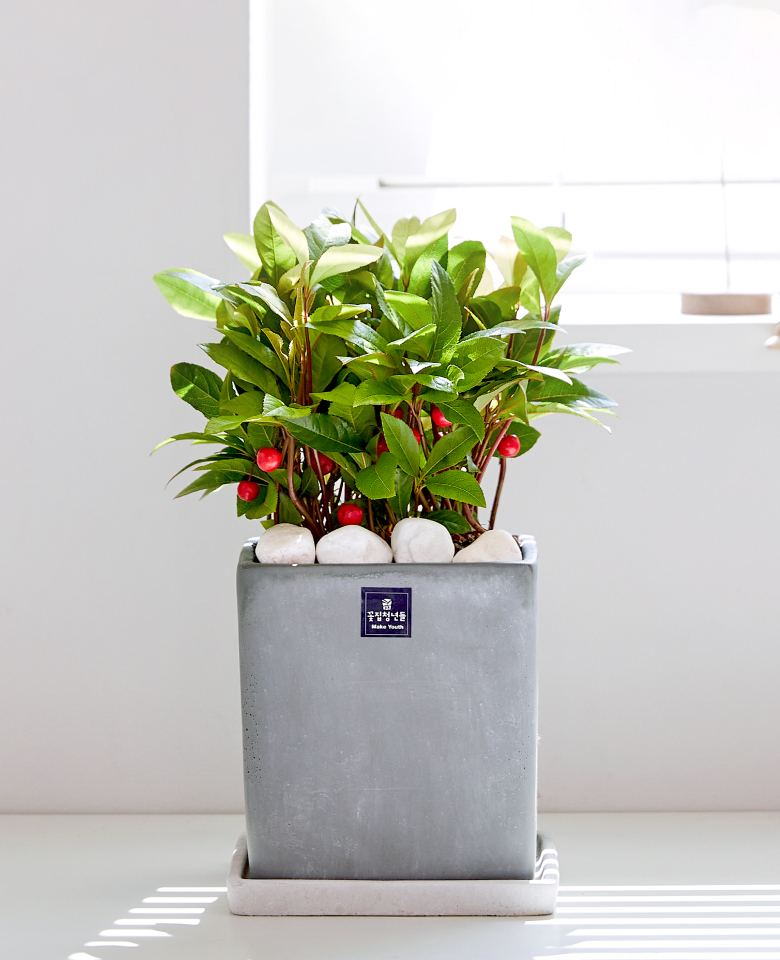 천냥금 모던라인