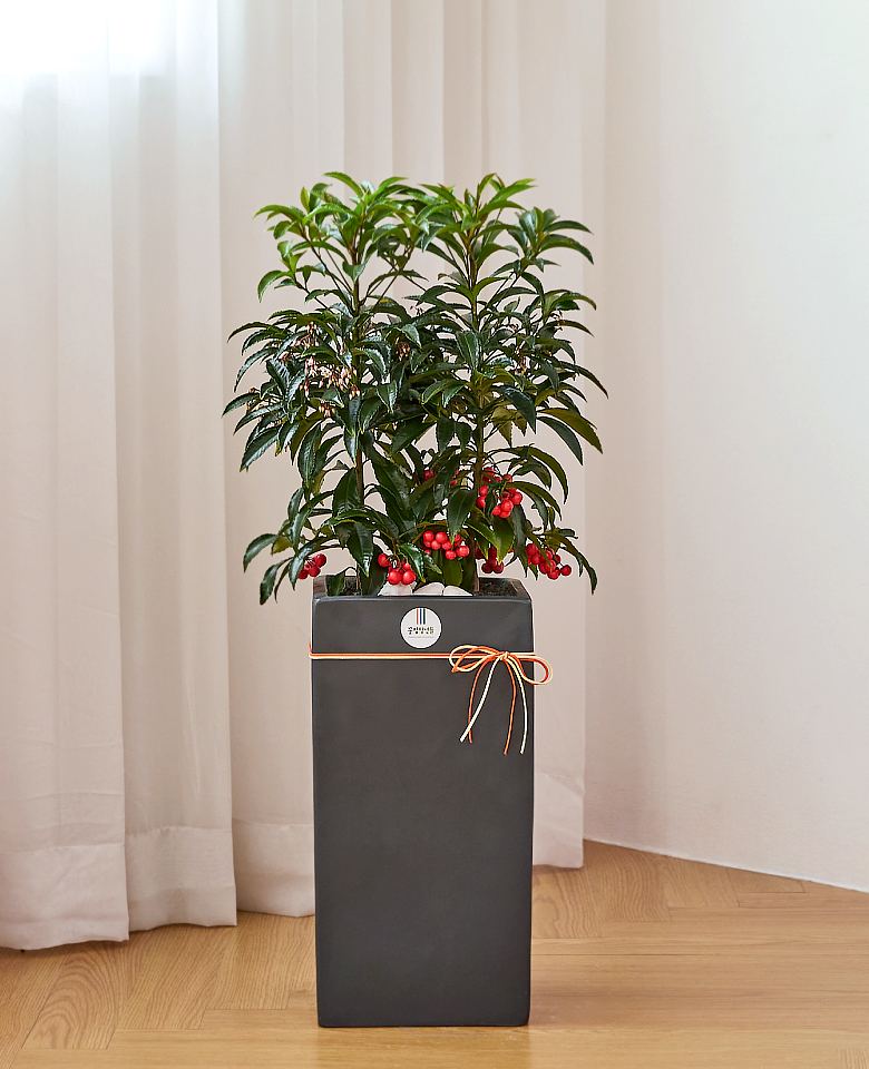 만냥금 모던라인