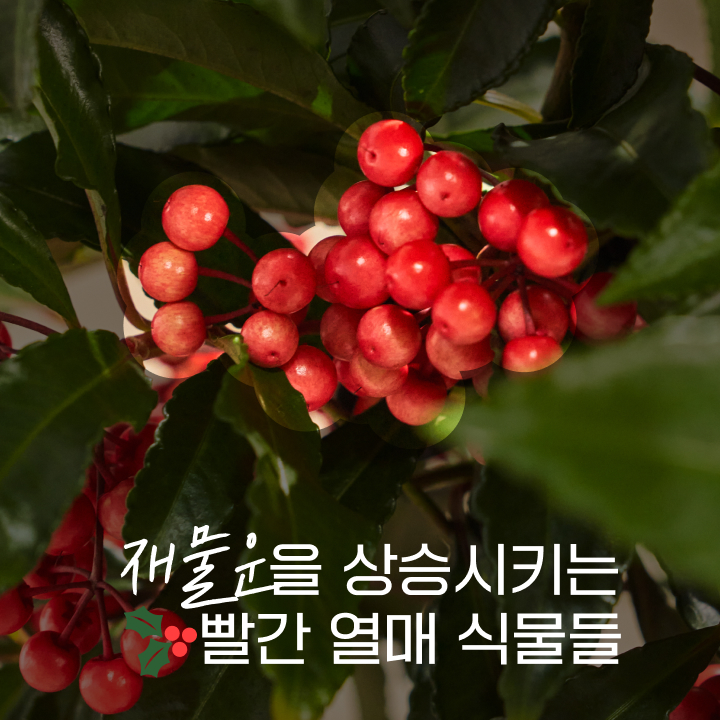 재물운을 상승시키는 빨간 열매 식물들