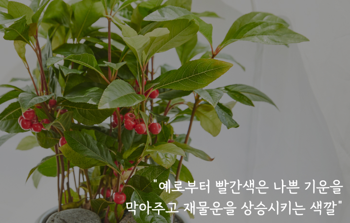 사랑의 열매를 닮은 ‘자금우과 식물들’