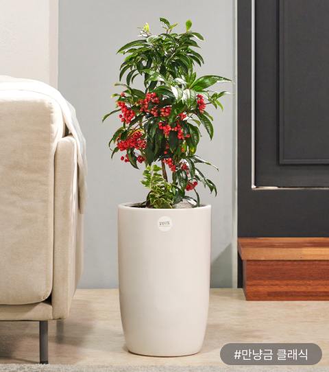 열매가 주렁주렁 열리는 '만냥금’