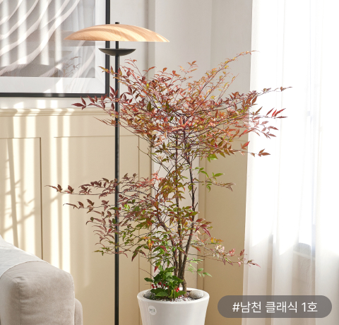 사계절이 아름다운 식물 ‘남천’