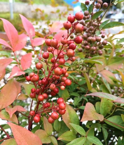 남천의 꽃말도 이와 비슷한 “지속적인 사랑, 전화위복”이에요.