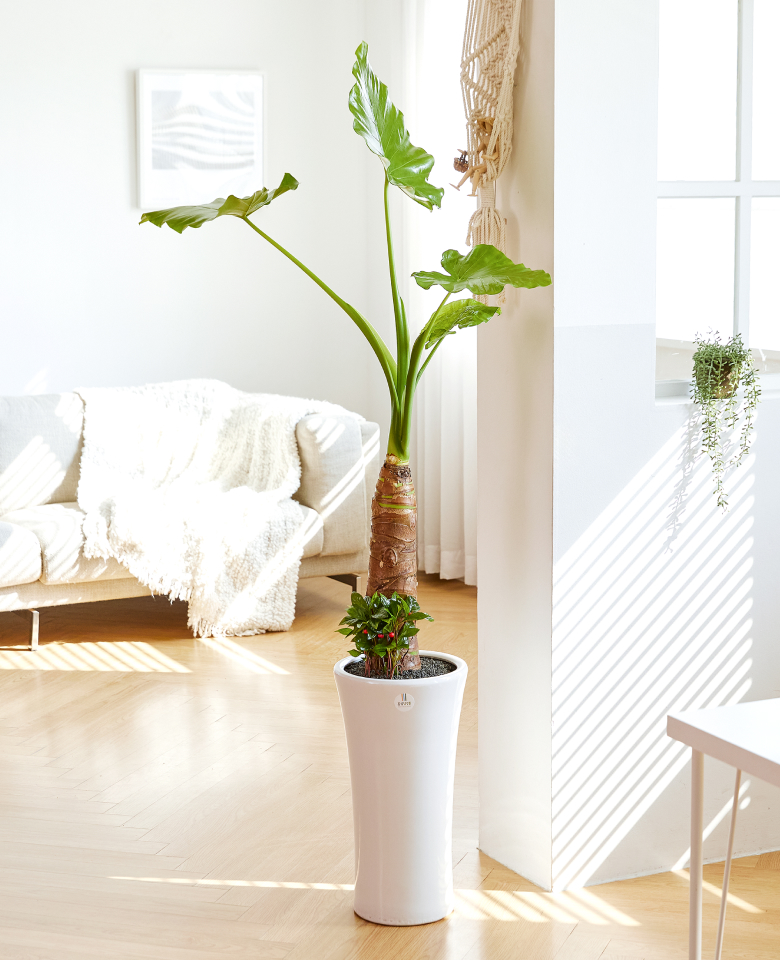 알로카시아 클래식