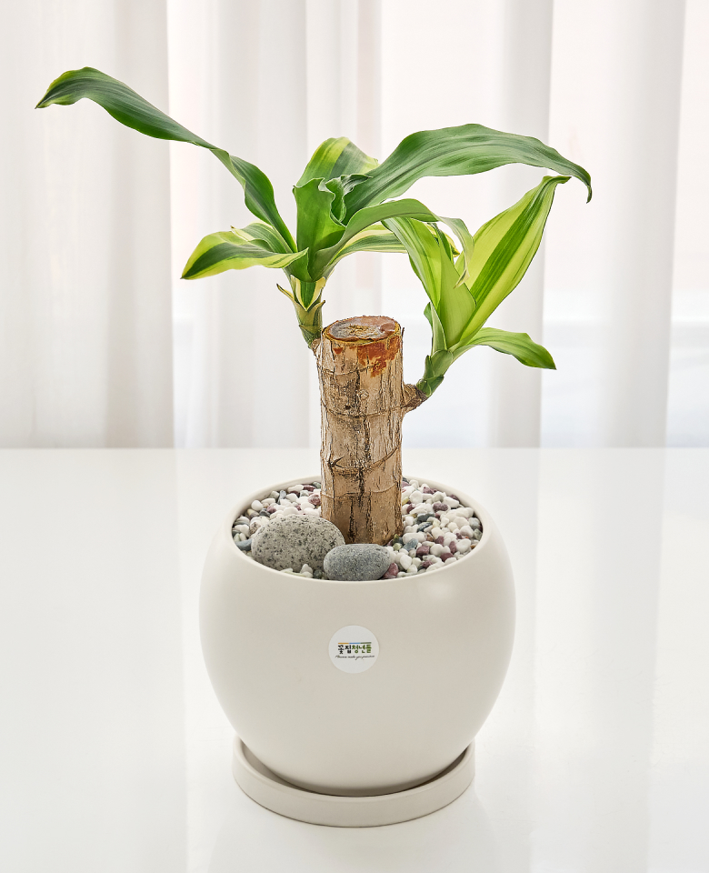 행운목 클래식 미니(서울한정)