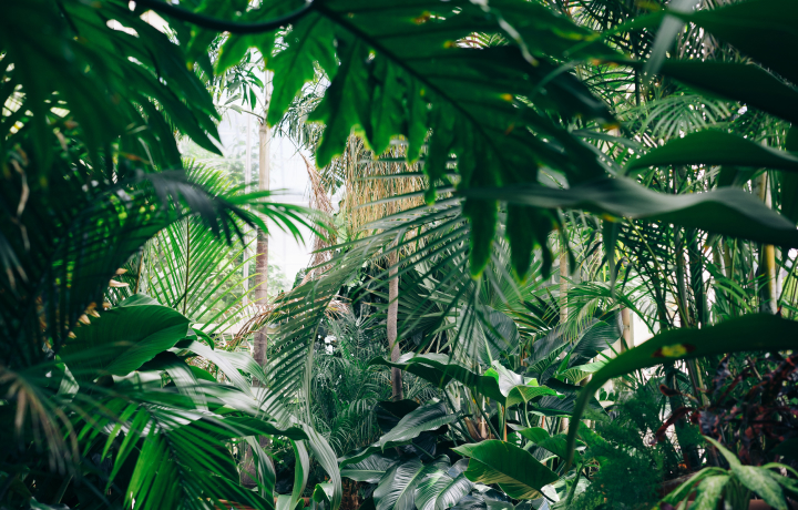 가습 효과가 뛰어난 잎이 넓은 열대지역 식물들
