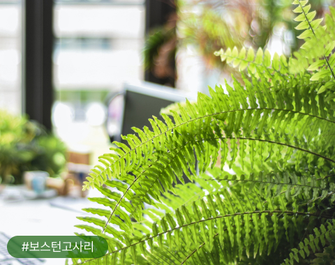 이 밖에도 보스턴고사리, 관음죽, 대나무야자, 스킨답서스, 스파티필름도 증산 작용이 활발한 공기정화식물로 유명해요