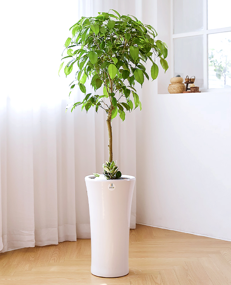 킹벤자민 클래식 2호