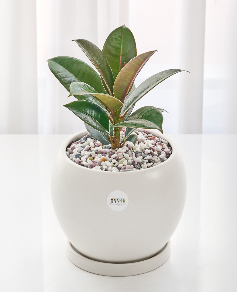 멜라닌고무나무 클래식(서울한정)