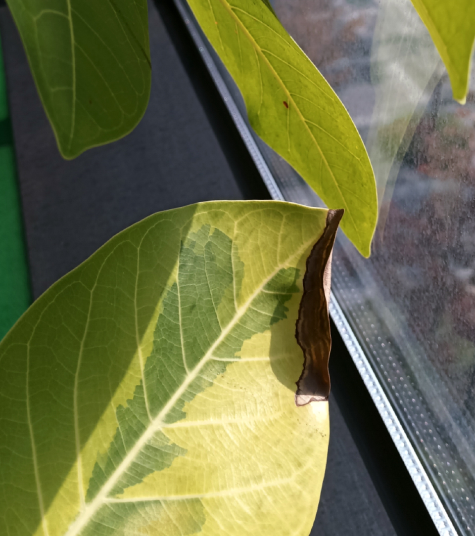 잎이 까맣게 탔어요