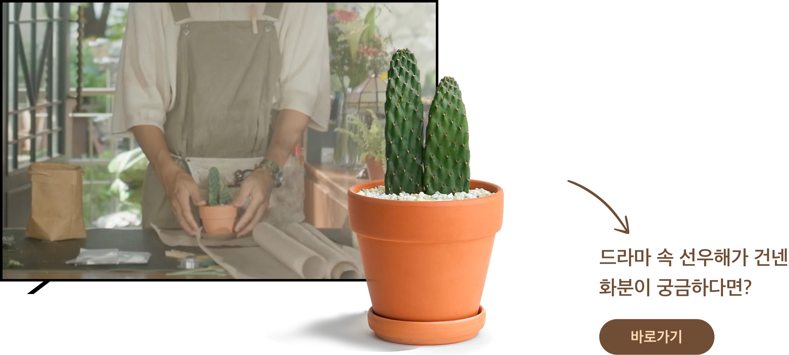 마이 유스, 미니 선인장