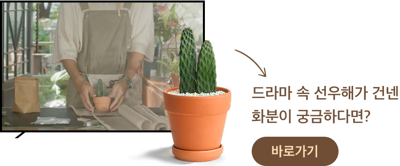 마이 유스, 미니 선인장