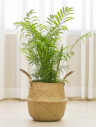 아레카야자 라틴라인