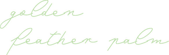 golden
feather palm