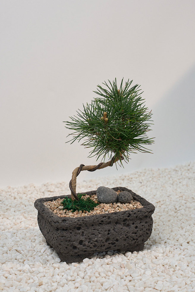 소나무 분재 고급분