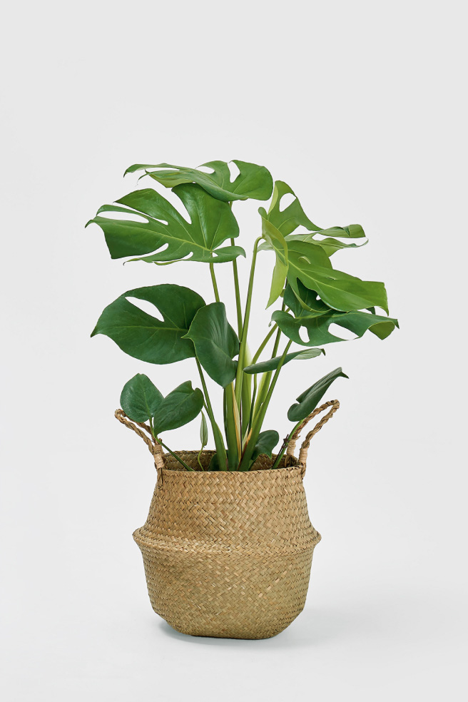 몬스테라 라탄라인 2호