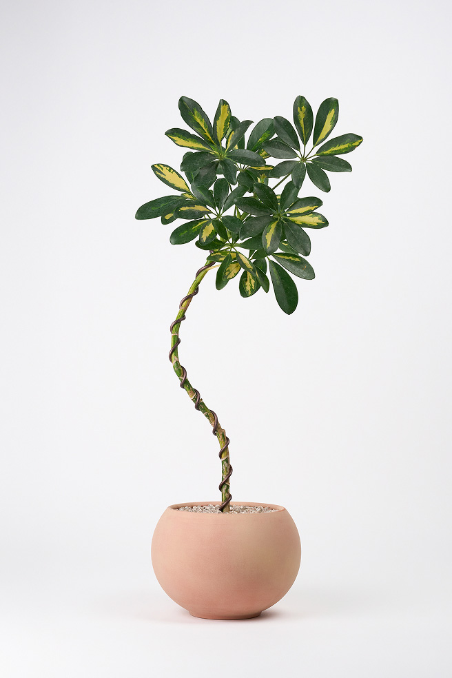 무늬 홍콩야자 쉐프렐라