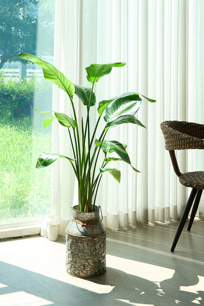 극락조 양동이 화분