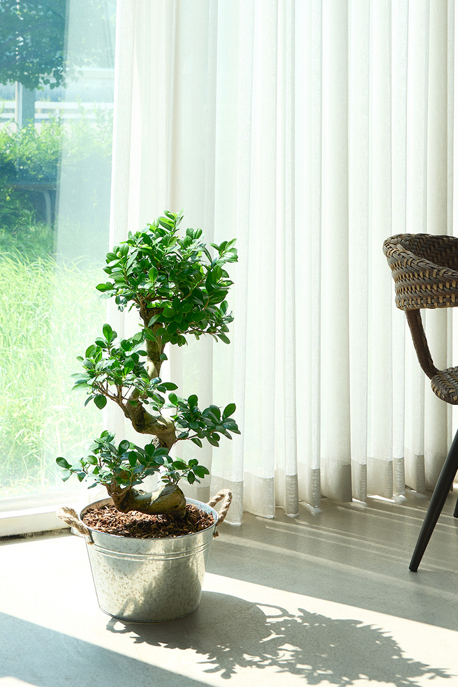 가지마루 양동이 화분