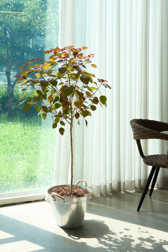 초코리프 양동이 화분